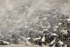 Wildebeast: Wildebeest