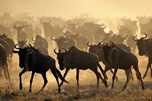 Escape: Wildebeest