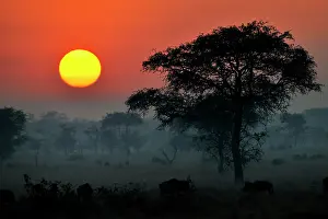 Escape: Wildebeest