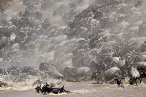 Wildebeast: Wildebeest
