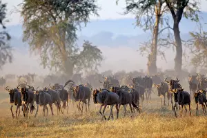 Grumeti: Wildebeest