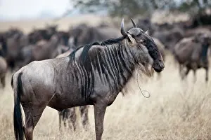 Escape: Wildebeest