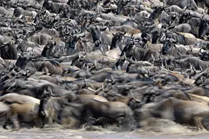 Slow: Wildebeest