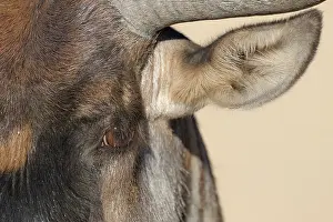 Mata: Wildebeest