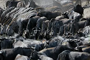 Escape: Wildebeest
