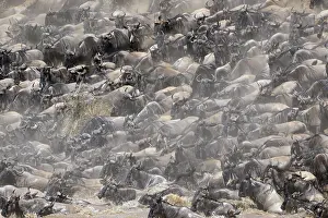 Slow: Wildebeest
