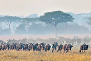 Escape: Wildebeest