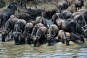 Escape: Wildebeest