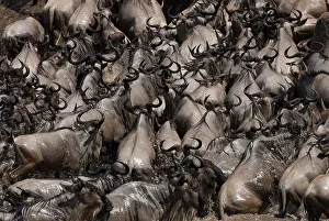 Antilopinae: Wildebeest