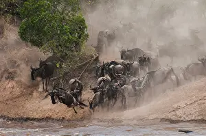Antilopinae: Wildebeest