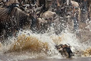 Antilope: Wildebeest