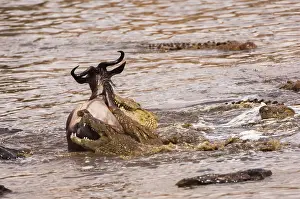 Niloticus: Wildebeest