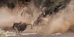 Antilopinae: Wildebeest