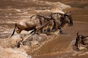 Antilopinae: Wildebeest