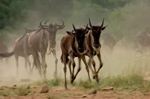 Ungulata: Wildebeest