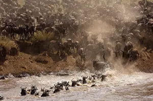 Antilopinae: Wildebeest