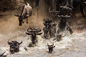 Antilopinae: Wildebeest