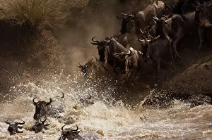 Antilopinae: Wildebeest