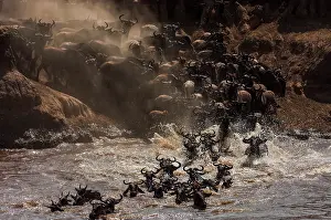 Antilopinae: Wildebeest