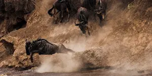 Antilopinae: Wildebeest