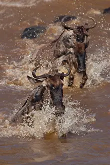 Antilopinae: Wildebeest