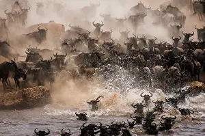 Antilopinae: Wildebeest
