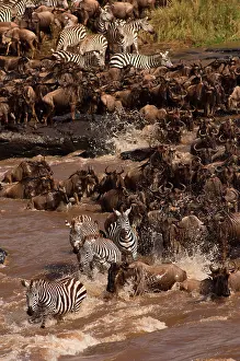 Antilopinae: Wildebeest