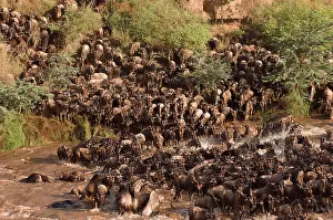 Antilopinae: Wildebeest