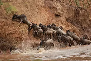 Ungulata: Wildebeest