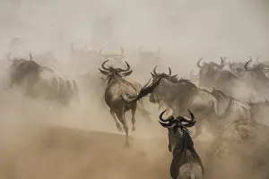 Ungulata: Wildebeest
