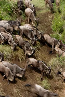 Shutter: Wildebeest