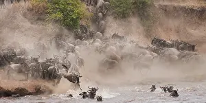 Aggregation: Wildebeest
