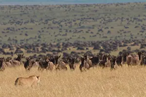 Ungulata: Wildebeest