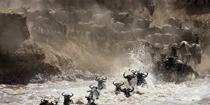Slow: Wildebeest
