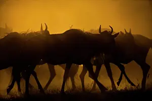 Ungulata: Wildebeest