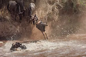 Ungulata: Wildebeest