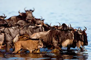 Brindled: Wildebeest