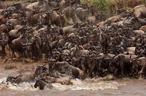 Brindled: Wildebeest