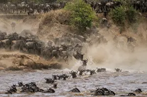 Brindled: Wildebeest