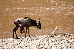 Wounded: Wildebeest
