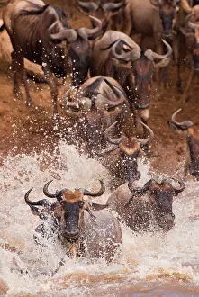 Brindled: Wildebeest