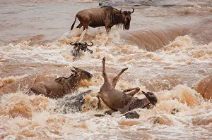 Ungulata: Wildebeest