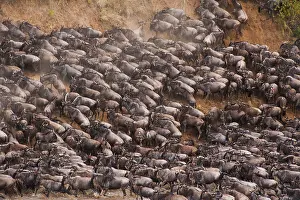 Brindled: Wildebeest