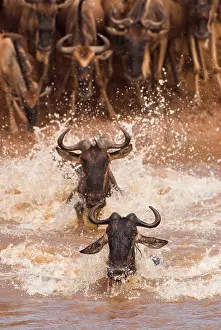 Aggregation: Wildebeest