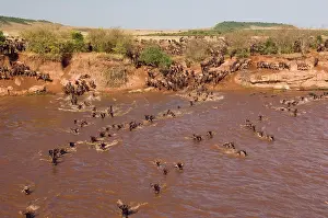Aggregation: Wildebeest