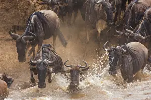 Brindled: Wildebeest