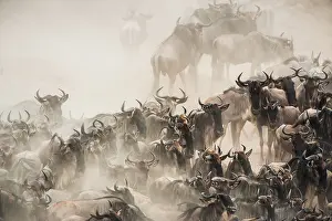Brindled: Wildebeest