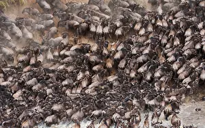Brindled: Wildebeest