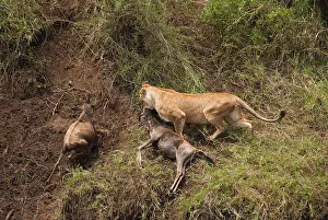 Brindled: Wildebeest