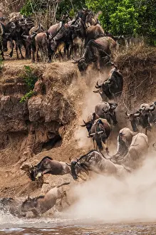 Brindled: Wildebeest